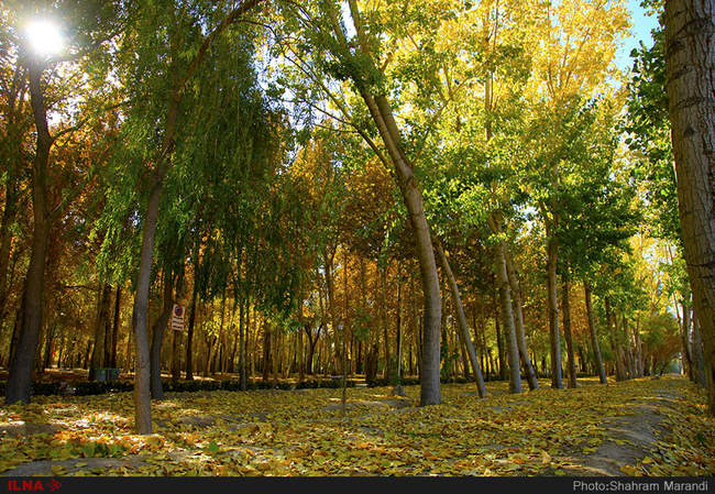 برگ ریزان پاییز اصفهان