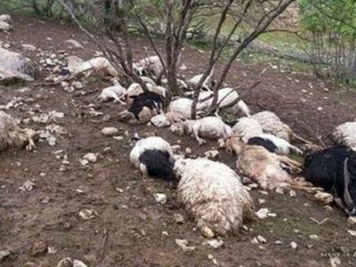 25 راس گوسفند در ثلاث‌باباجانی ناپدید شد