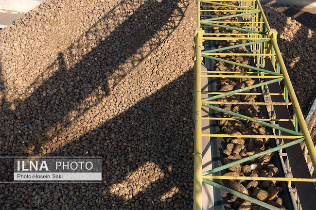 تولید شکر از چغندر قند 