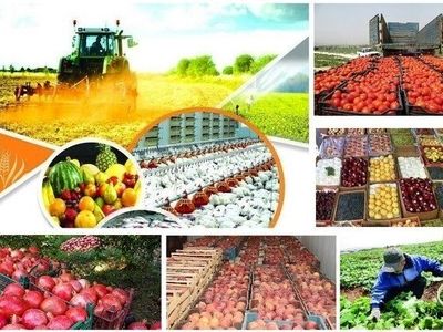 فعالیت ۱۴ شرکت دانش بنیان درحوزه های مختلف جهاد کشاورزی گلستان