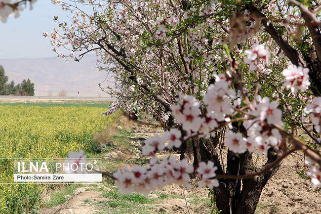 شکوفه های بهاری مهارلو