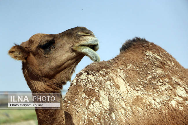 دستاوردهای کشاورزی و دامپروری بخش ایلخچی