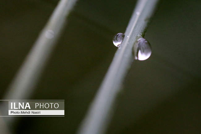 قطرات باران بر  شاخ و برگ درختان