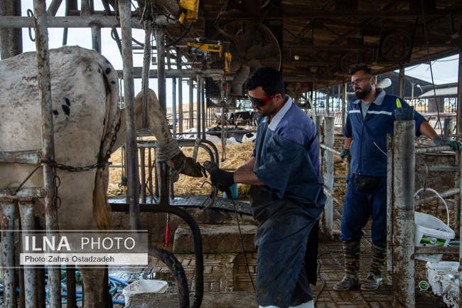 بزرگترین واحد پرورش گاو شیری شمال کشور
