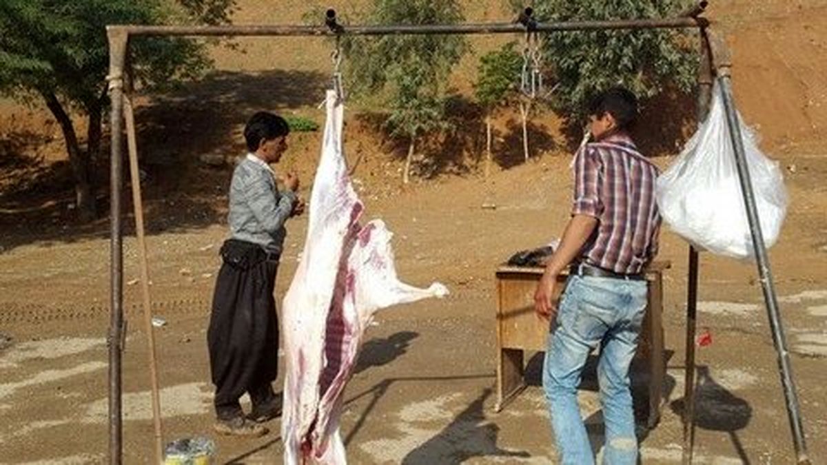 نباید برای مقابله با کشتار غیرمجاز دام چکشی برخورد کنیم