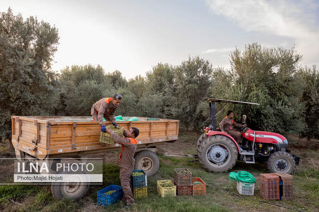 اشتغال زنان سرپرست خانواردر باغ زیتون حاجیکلاته