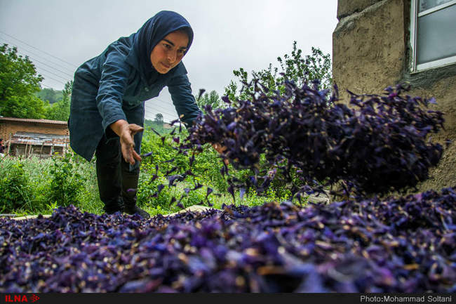 برداشت گل گاوزبان از مزارع مازندران‎