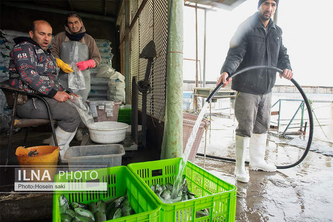 برداشت شب یلدایی‌ ماهی قزل آلا در تلیسه‌ نمونه