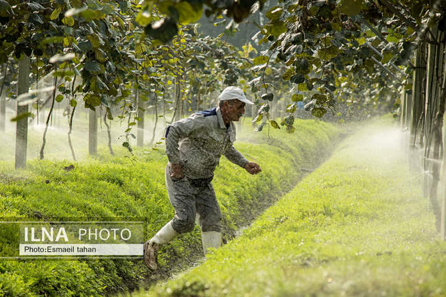 کار و امید، قصه زنان باغ کیوی