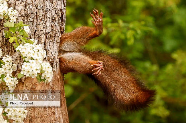  بامزه‌ترین مسابقه عکاسی جهان 