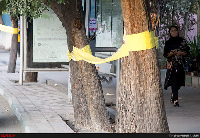 خیابانهای تهران در تصرف سفید بالک ها