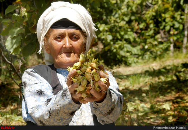 برداشت فندق در رودبار گیلان