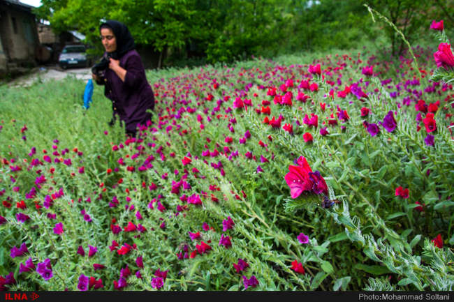 برداشت گل گاوزبان از مزارع مازندران‎