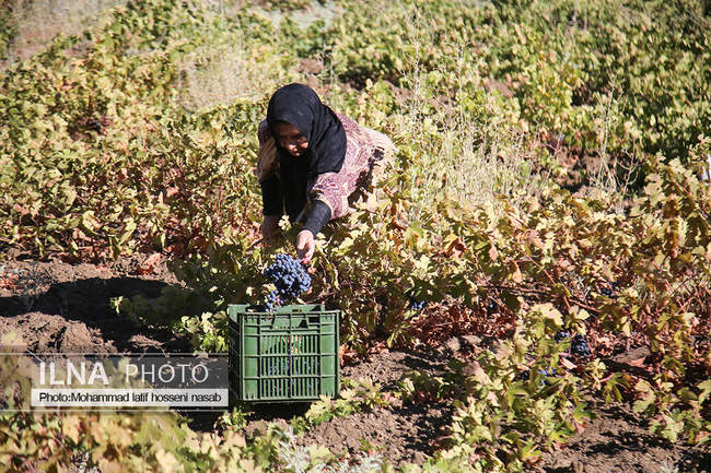 برداشت انور طلای سیاه در کردستان روستای پایگلان 