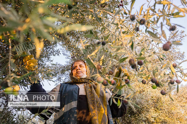 اشتغال زنان سرپرست خانواردر باغ زیتون حاجیکلاته