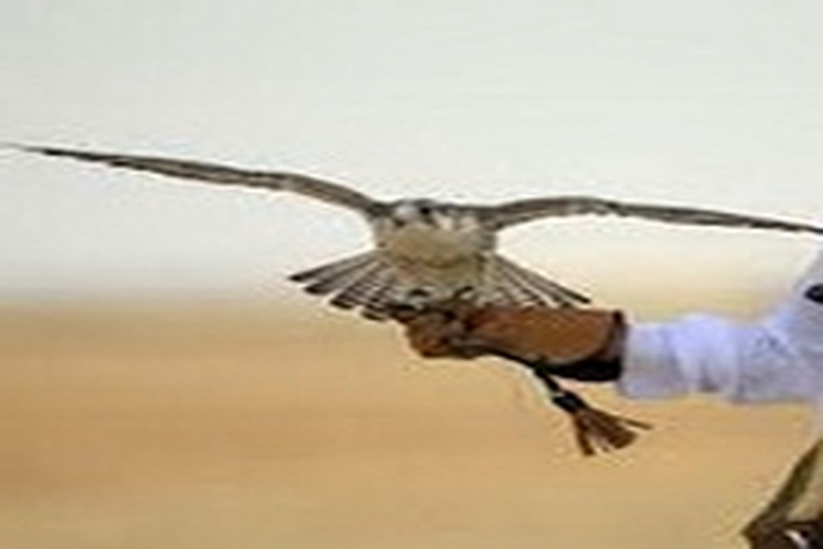 نجات ۶ قطعه پرنده شکاری از چنگ قاچاقچیان