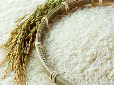 برنج شهید هسته ای ضامن خودکفایی در محصول استراتژیک کشور