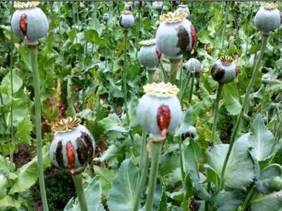 کشف و معدوم‌سازی دو مزرعه خشخاش در شوش