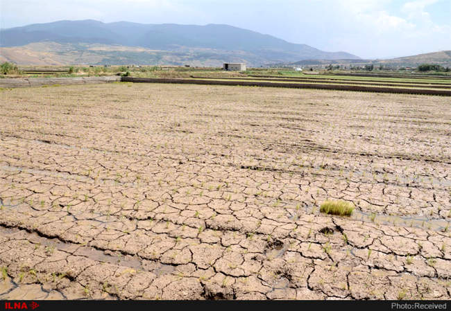 آتش بی‌آبی در شالیزاران رستم آباد -  گیلان