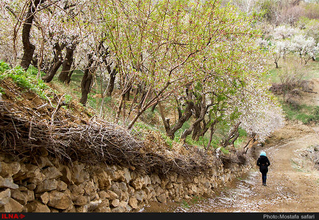 شکوفه های بهاری / شهرکرد