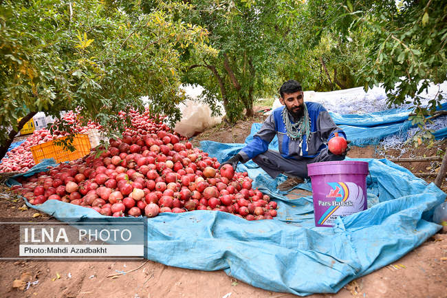 آغاز فصل برداشت انار در روستای محمود آباد