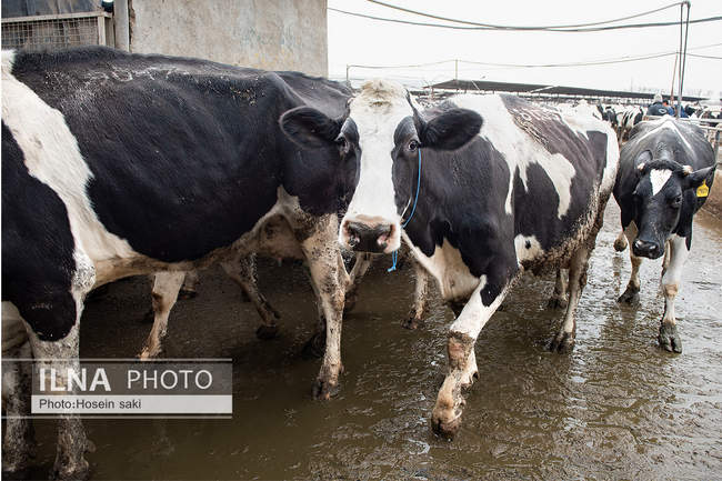 خودکفایی در تولید شیر با تلیسه نمونه