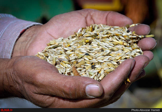 تولید 13هزارو 720تن گندم و جو از اراضی دیم شهرستان رودبار