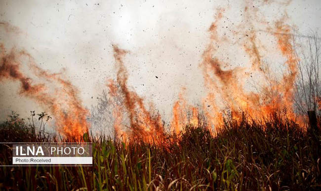 آتش سوزی در جنگل های آمازون