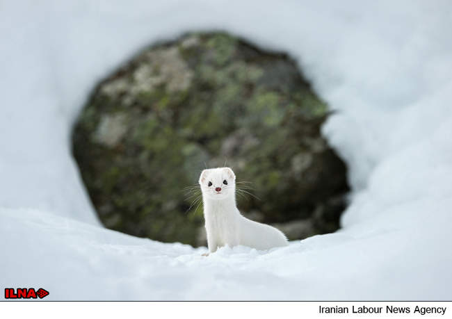 بهترین عکس های فوریه نشنال جئوگرافی