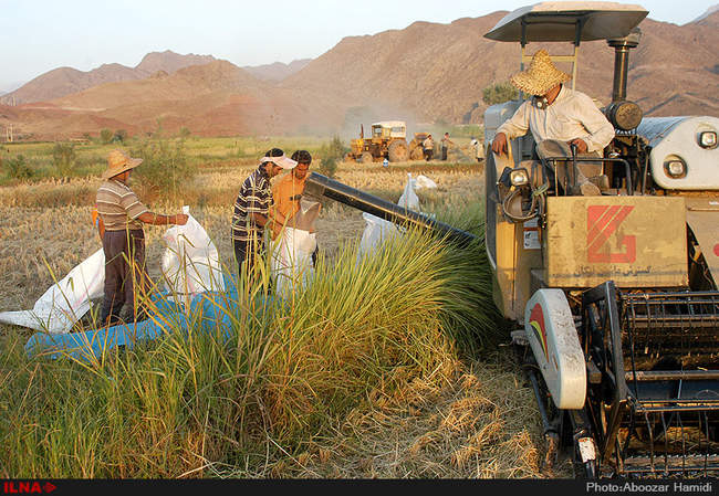 آخرین برداشت خوشه های طلایی برنج در 