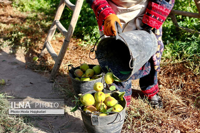 برداشت گلابی از باغات چناران