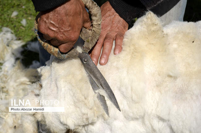 آیین سنتی مالشوران (شستن گوسفندان) در کلیشم رودبار گیلان‎