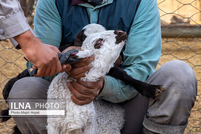 مزرعه دامپروری چپرقویمه، در مسیر محرومیت زدایی