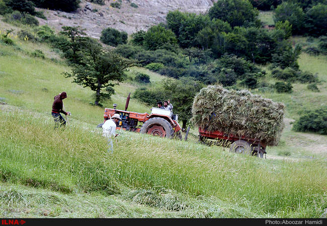 برداشت علوفه زمستانه دام از مراتع شهرستان رودبار 