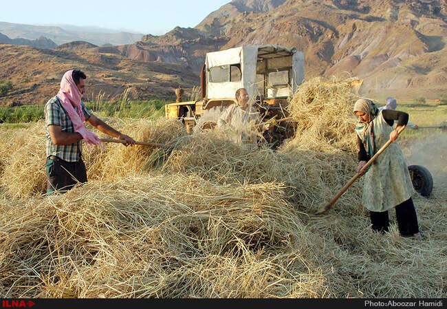 آخرین برداشت خوشه های طلایی برنج در "روستای پارودبار"رودبار گیلان