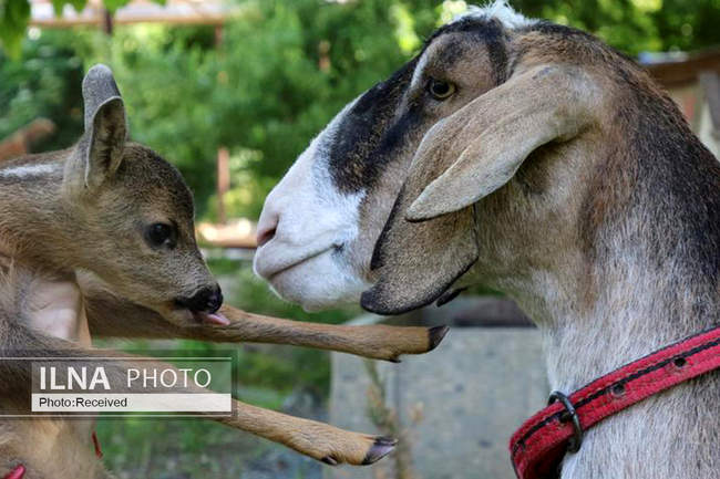  دوستی های عجیب بین حیوانات