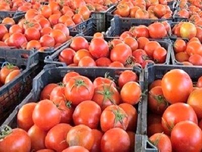 ممنوعیت صادرات گوجه فرنگی از مرز پرویزخان تا اطلاع ثانوی