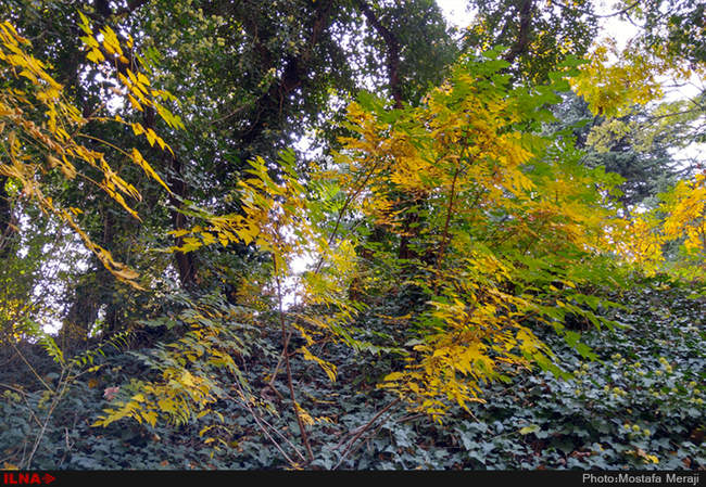 گزارش اختصاصی ایلنا از پاییز در باغ بوتانیکال تفلیس