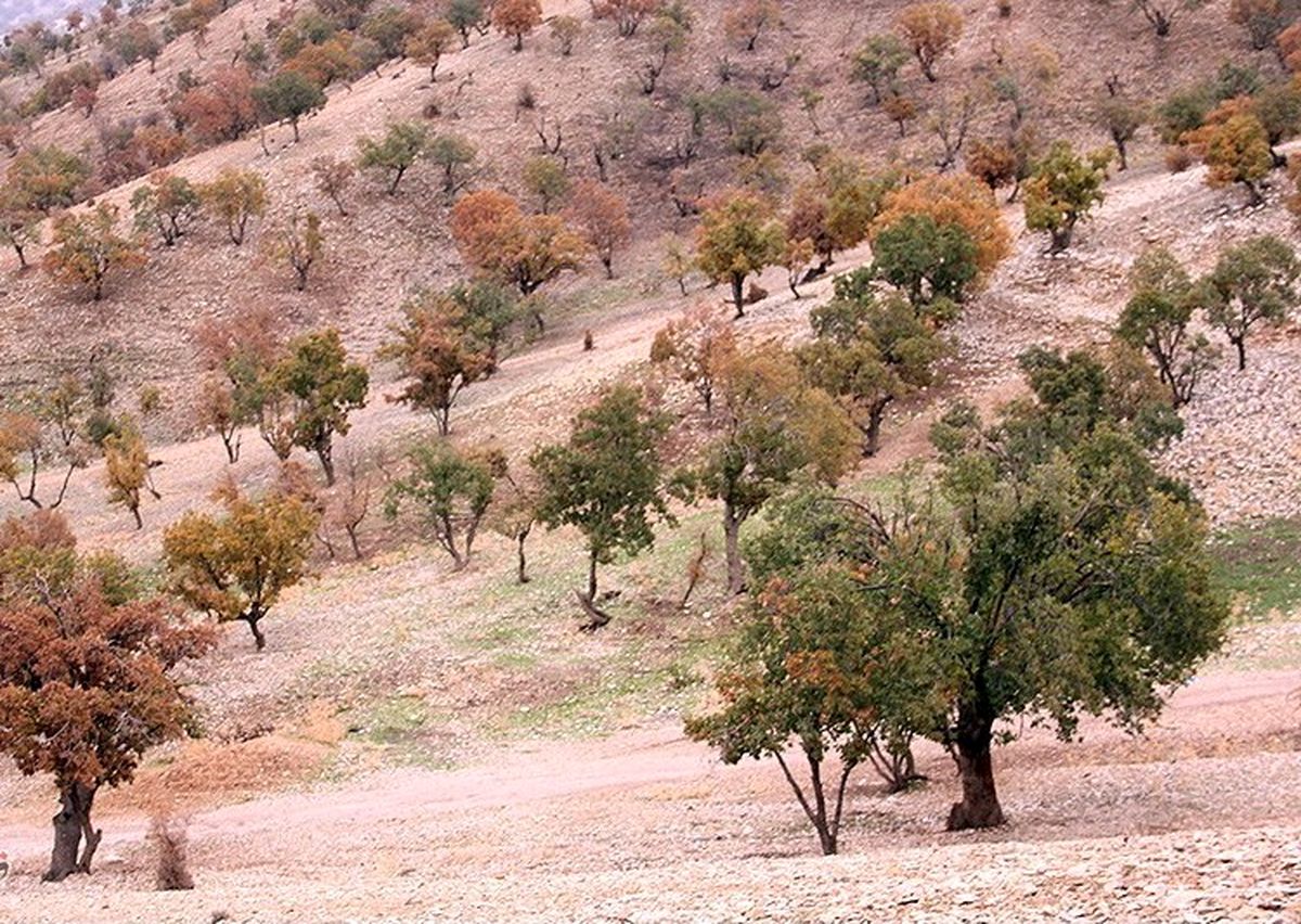 بلوط‌هایی که ایستاده می‌میرند/ درگیری ۱۰۰ درصدی با آفت در برخی از مناطق جنگلی بلوط