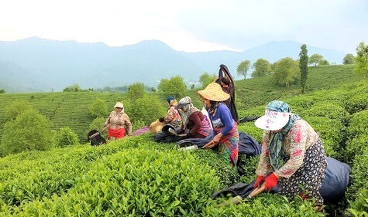 پرداخت بیش از ۶ میلیارد تومان تسهیلات جاری برای تغذیه و نگهداری باغ‌های چای تاکنون