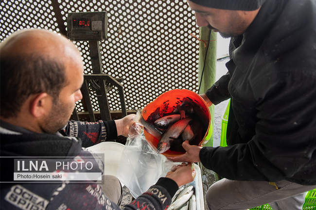 برداشت شب یلدایی‌ ماهی قزل آلا در تلیسه‌ نمونه