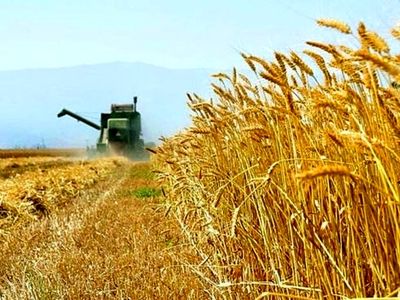 پیش‌بینی ایجاد ۶۰ مرکز خرید گندم در کرمانشاه