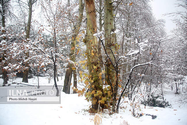 برف زمستانی در سعدآباد