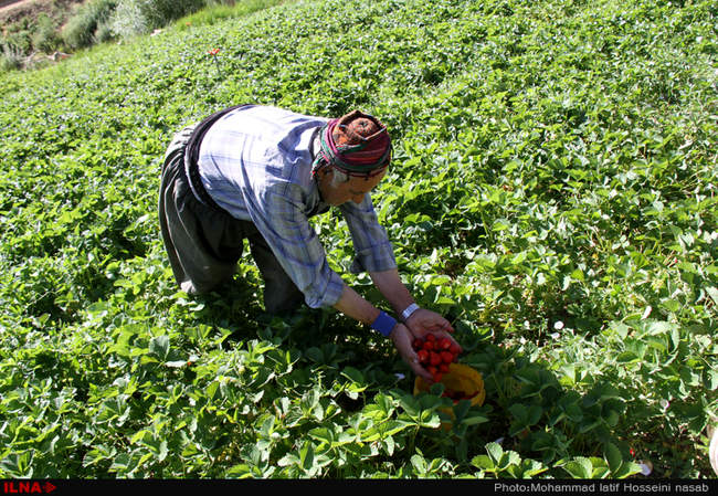  برداشت توت فرنگی در روستای شیان در سنندج