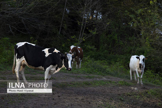 هفت آبشار تیرکن