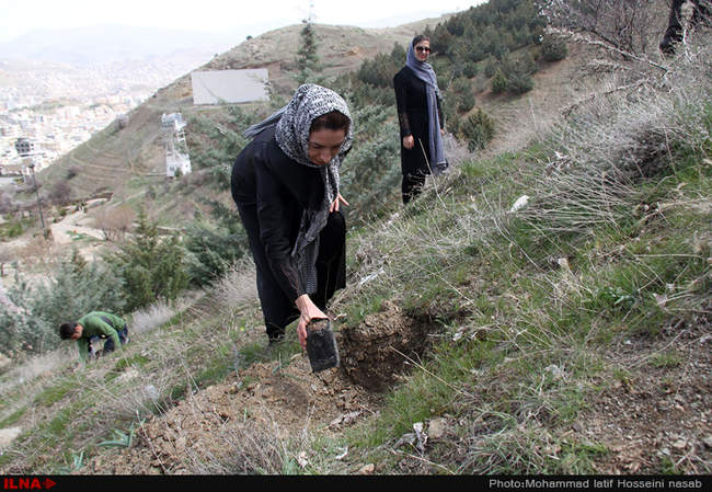نهال کاری در دامنه کوه آبیدر سنندج 