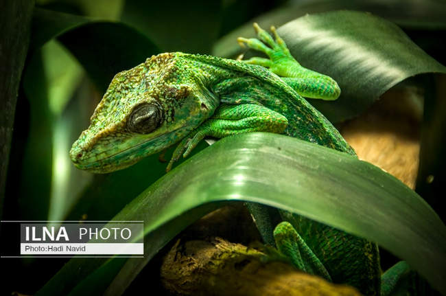 باغ وحش اسمیتسونین واشنگتن