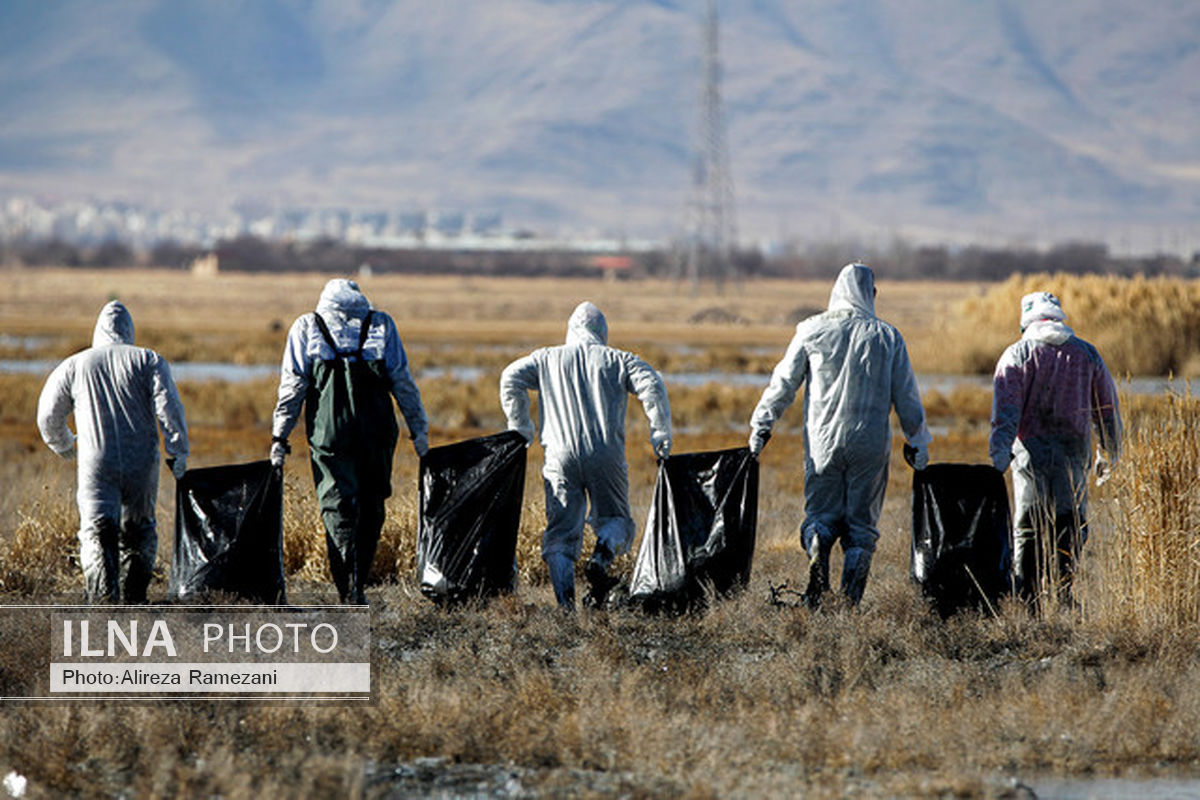 دفن بهداشتی طیور 3 روستای گیلان به دلیل آنفلوانزای پرندگان