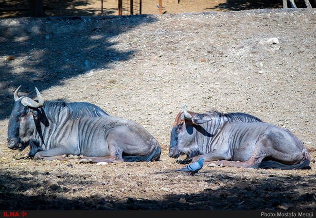 باغ وحش تفلیس از دریچه دوربین
