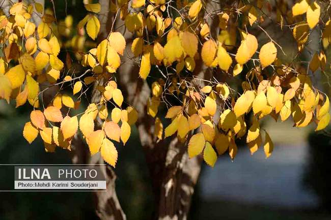 پاییز در اصفهان 